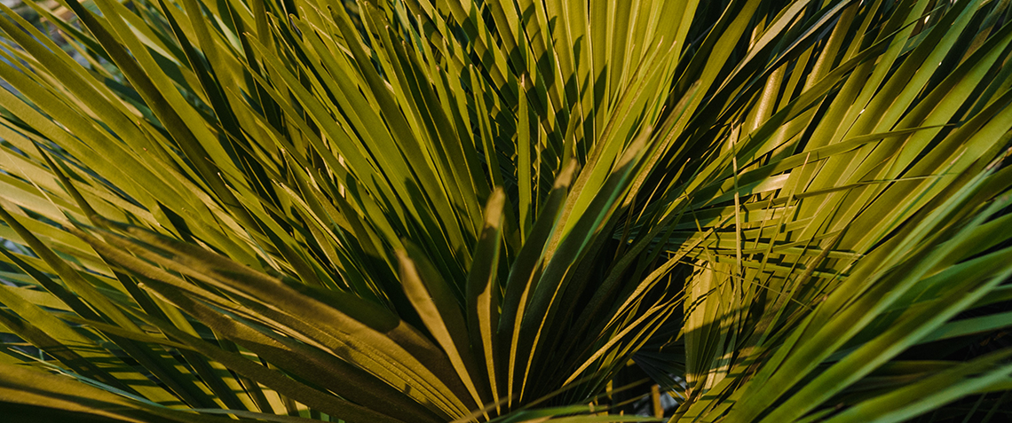 Zaagbladpalm
